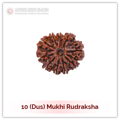 10 (Dus) Mukhi Rudraksha