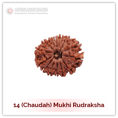 14 (Choudah) Mukhi Rudraksha