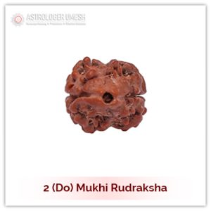 2 (Do) Mukhi Rudraksha